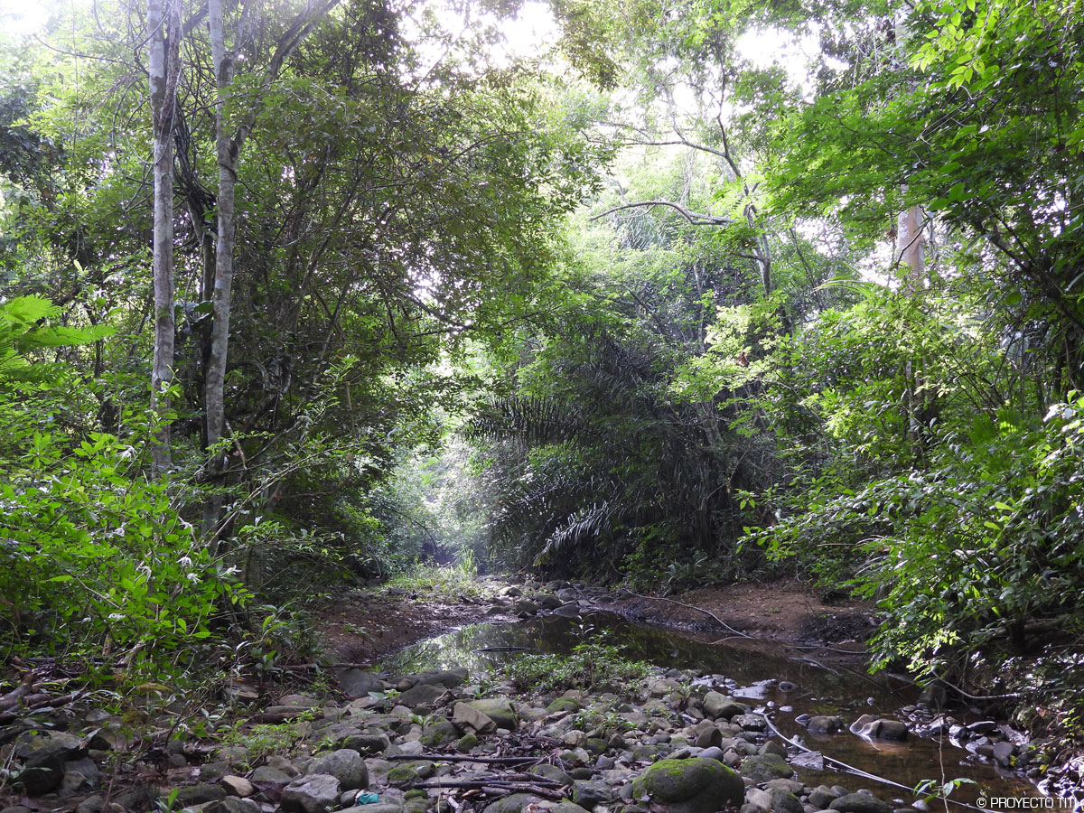 Forêt Proyecto Titi, Zoo de la Palmyre