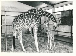 1ere naissance de girafe au zoo de la palmyre en 1979