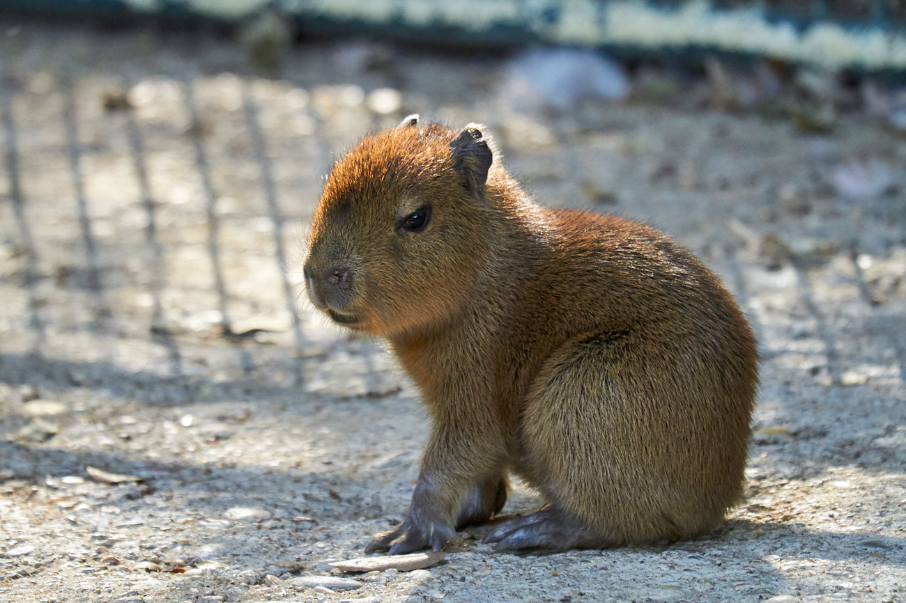 Bébé capybara au Zoo de La Palmyre
