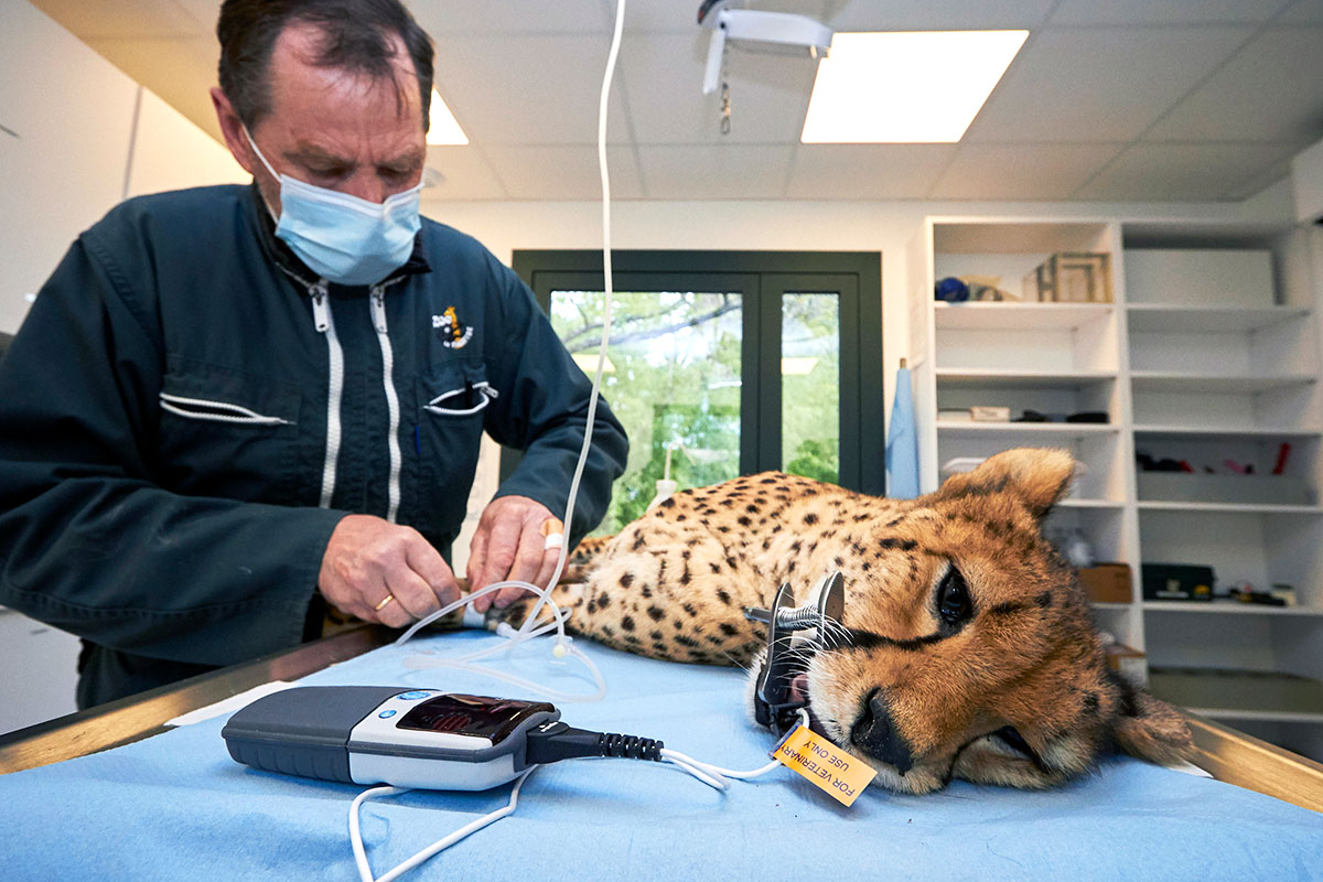 Intervention véténaire au zoo de la Palmyre