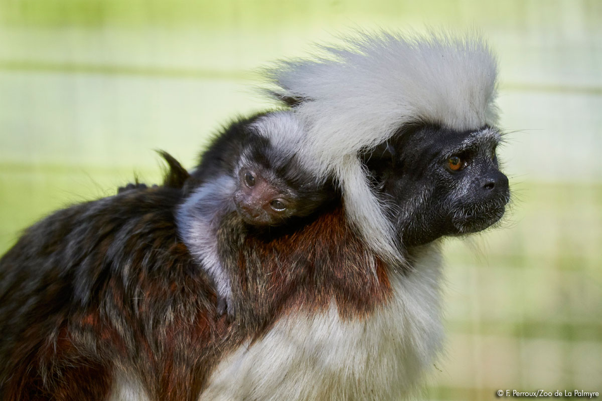 Naissance tamarin pinché
