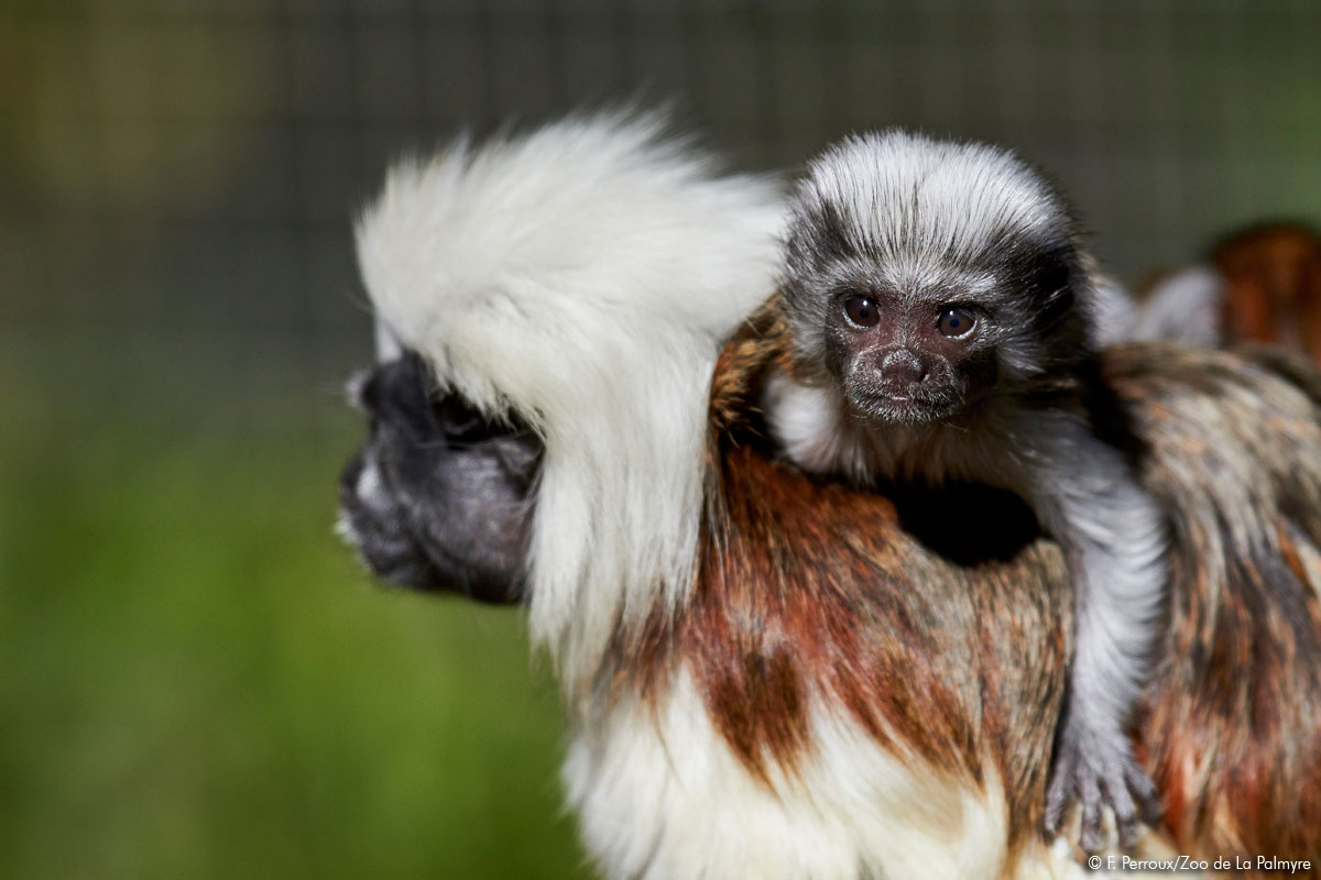 Naissance tamarin pinché