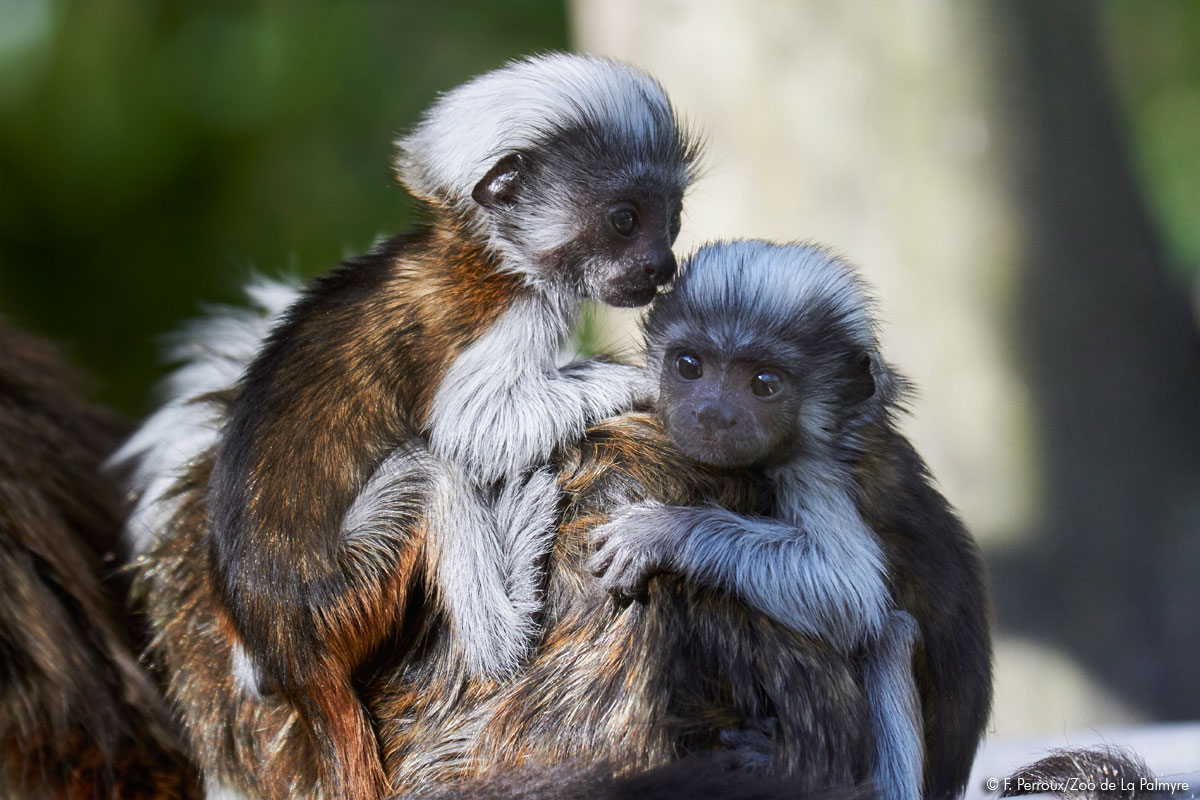 Tamarin pinché au Zoo de la Palmyre