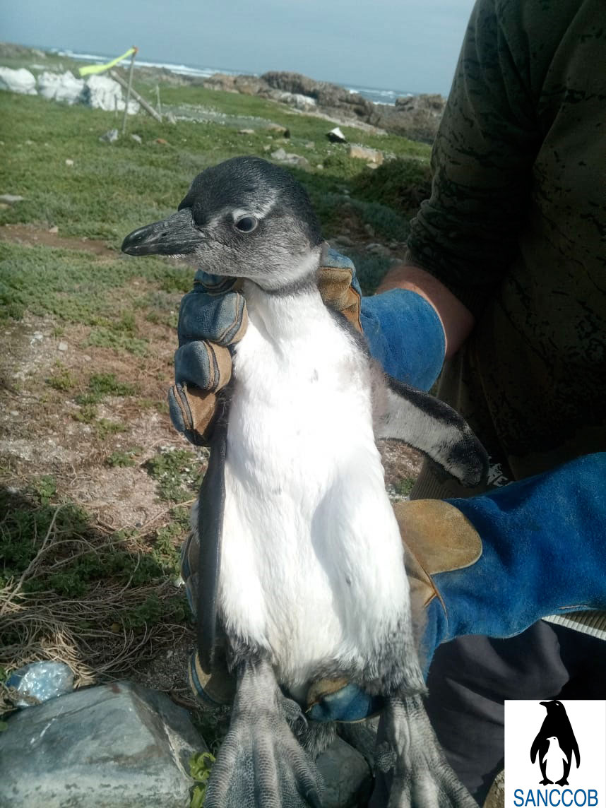 Manchot du Cap par SANCOB