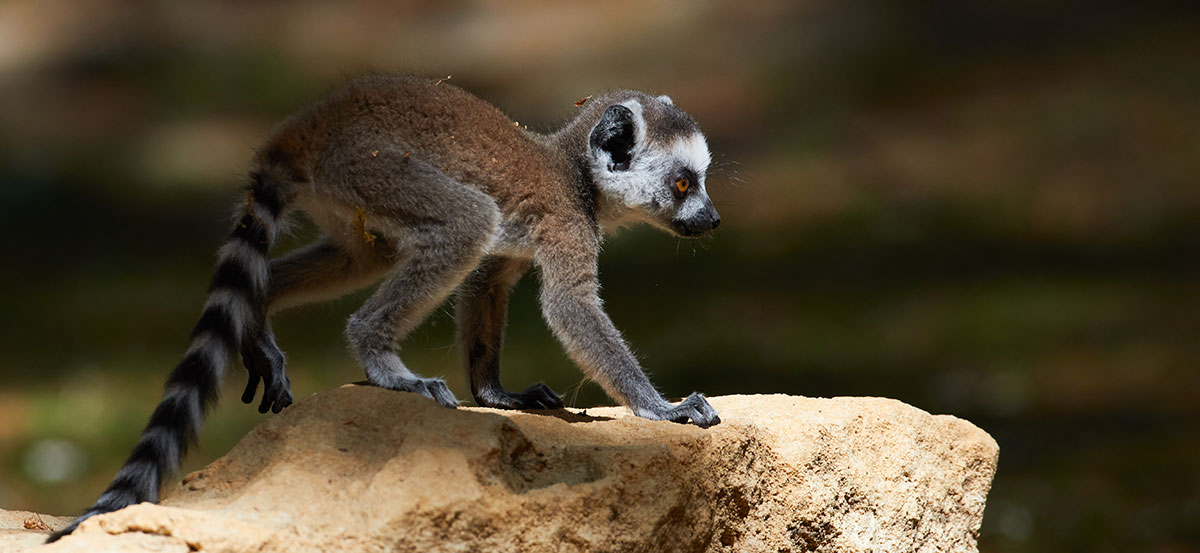 Maki cata au zoo de la palmyre