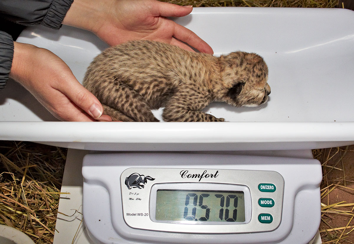 Intervention véténaire au zoo de la Palmyre