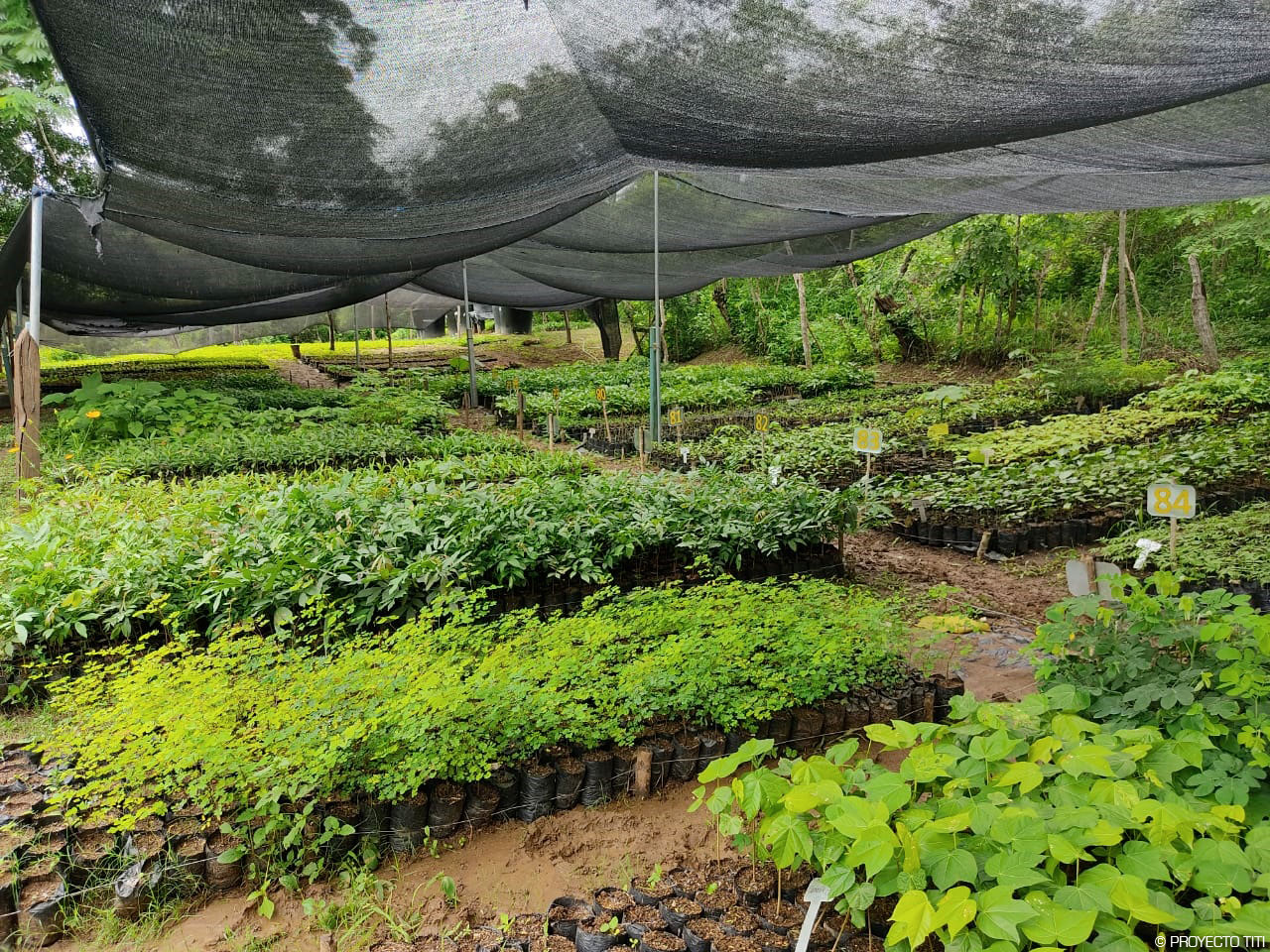 Proyecto Titi, Zoo de la Palmyre