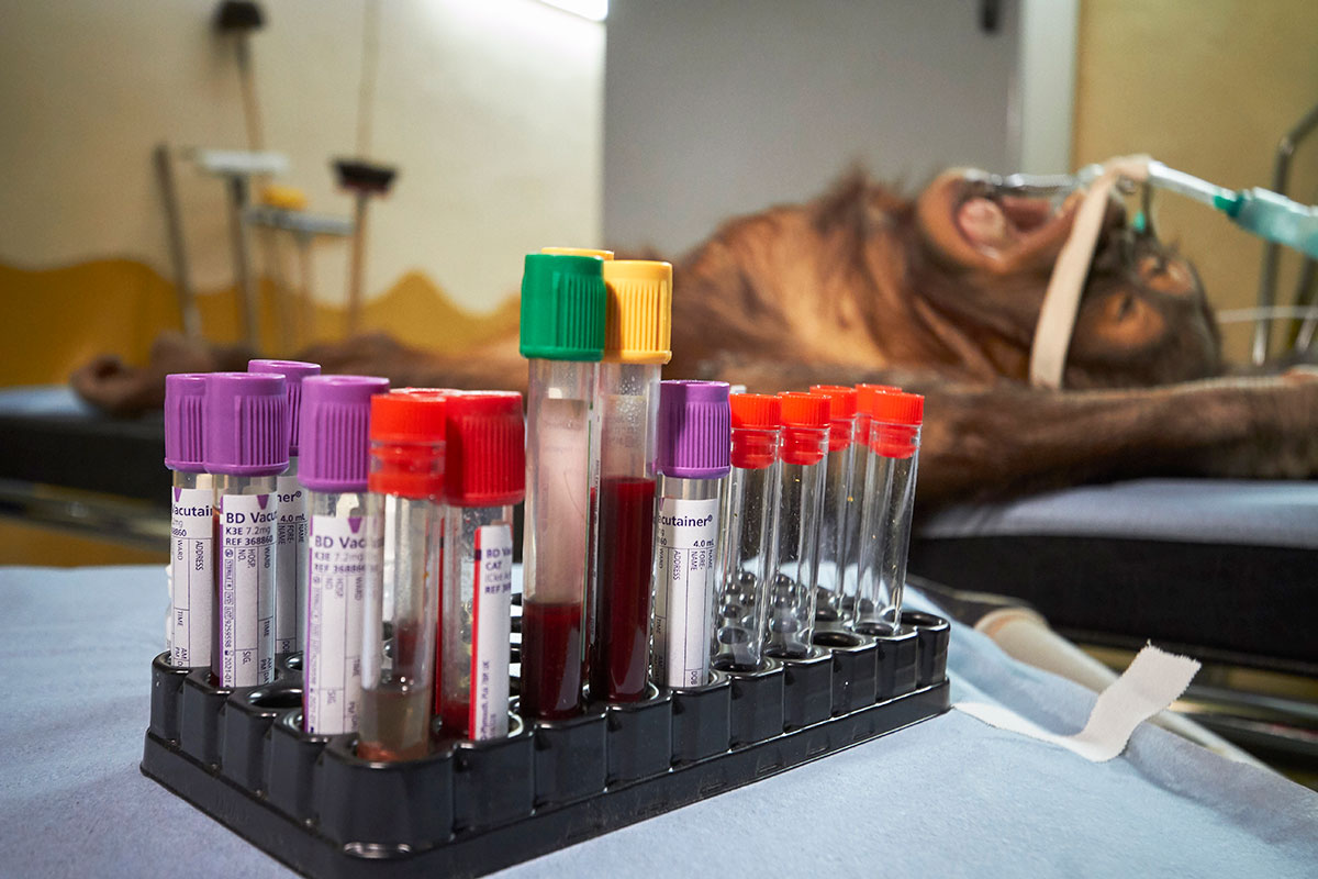 Vétérinaire au zoo de la palmyre