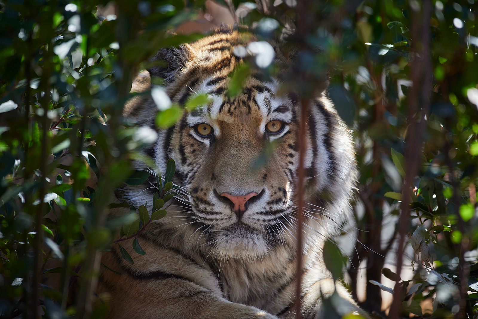 Tigre au Zoo de La Palmyre