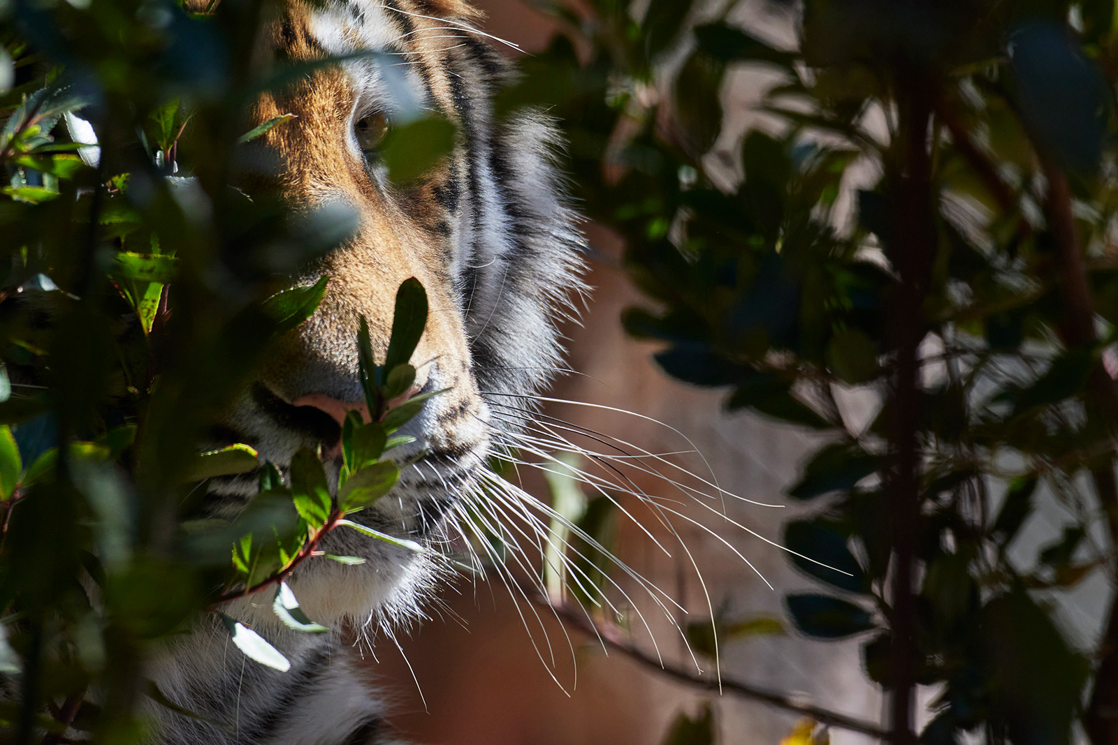 Tigre au Zoo de La Palmyre