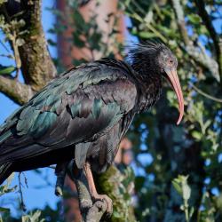 Ibis chauve au Zoo de La Palmyre