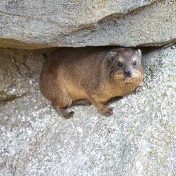 Daman des rochers au Zoo de La Palmyre