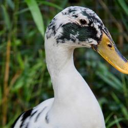 Indian Runner Duck at the Zoo de La Palmyre