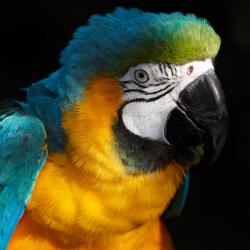 Ara ararauna au Zoo de la Palmyre