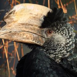 Calao à joues grises au Zoo de la Palmyre