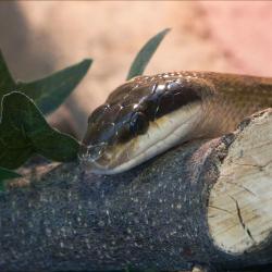 Couleuvre asiatique à queue rayée