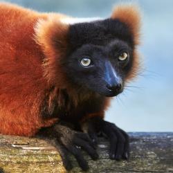 Header Maki Vari Roux au zoo de la Palmyre