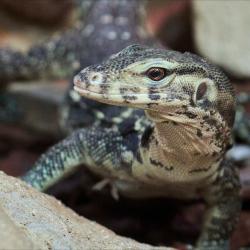 Varan à deux bandes au Zoo de La Palmyre