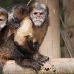 Capuçin à poitrine jaune au Zoo de la Palmyre