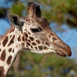 Girafe au Zoo de la Palmyre