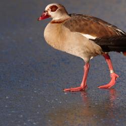Oie d'Egypte au Zoo de la Palmyre