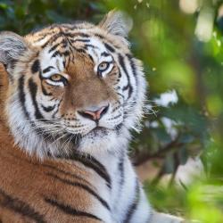 Tigre de l'Amour au Zoo de La Palmyre