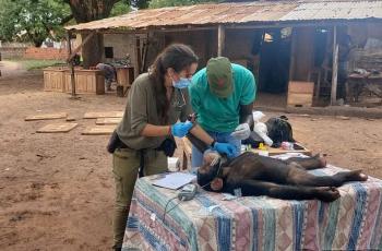 Vets are assessing the chimpanzee's health before his transfer to the sanctuary.