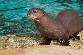Loutre géante au Zoo de La Palmyre