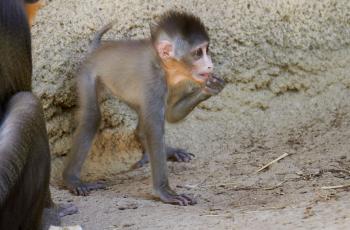 Jeune mandrill au Zoo de La Palmyre