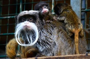 Emperor tamarins twins