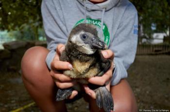 Manchot du Cap au Zoo de La Palmyre