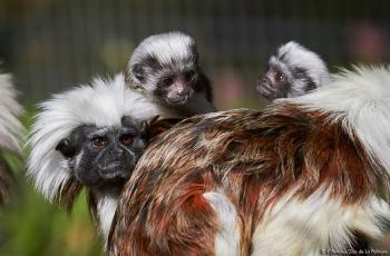 Naissance de jumeaux tamarins pinchés