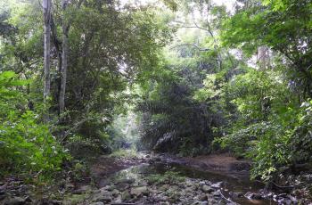 Site de conservation du Proyecto Titi, partenaire du Zoo de la Palmyre