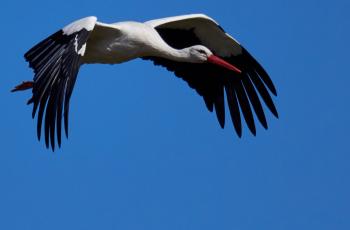 Cigogne blanche en vol
