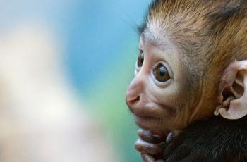 Cercopithèque de l'Hoest