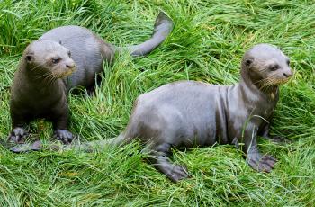 Jeunes loutres géantes nées au Zoo de La Palmyre
