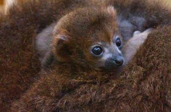 Lémur à ventre roux né au Zoo de La Palmyre