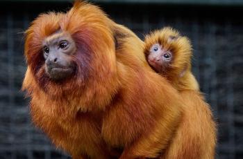 Tamarins lions dorés au Zoo de La Palmyre