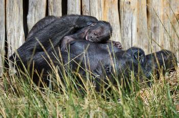 Gorille nouveau-né et sa mère au Zoo de La Palmyre