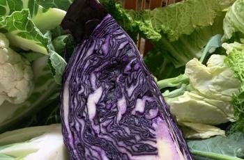 Ration de légumes au Zoo de La Palmyre