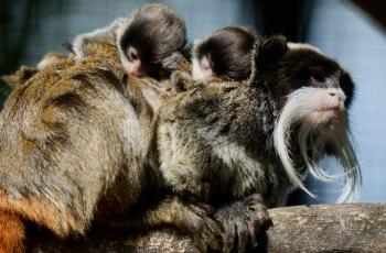 Jumeaux tamarins empereurs au Zoo de La Palmyre
