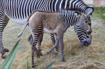Jeune zèbre de Grévy né au Zoo de La Palmyre
