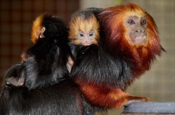Tamarins lions à tête dorée au Zoo de La Palmyre
