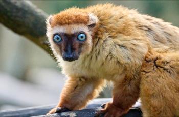 Lémur aux yeux turquoise au Zoo de La Palmyre