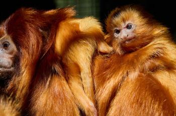 Jumeaux tamarins lions dorés au Zoo de La Palmyre