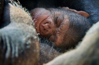 Chimpanzé né au Zoo de La Palmyre
