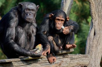 Chimpanzés au Zoo de La Palmyre