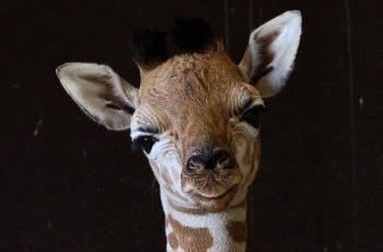 Girafon né au Zoo de La Palmyre