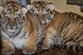 Jeunes tigres de l'Amour nés au Zoo de La Palmyre