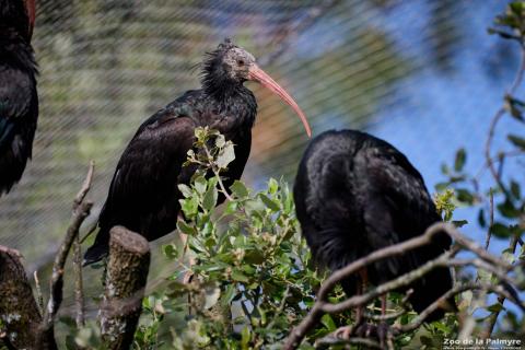 Ibis chauve au Zoo de La Palmyre